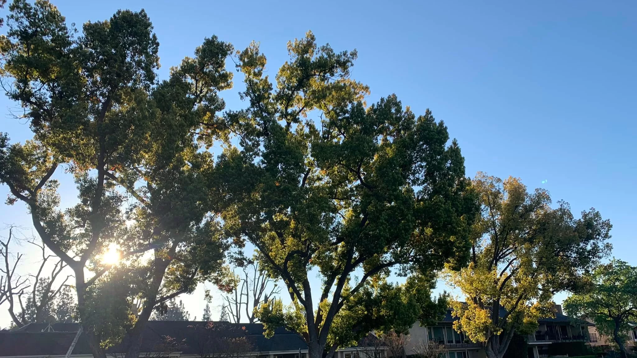 TREE PRUNING