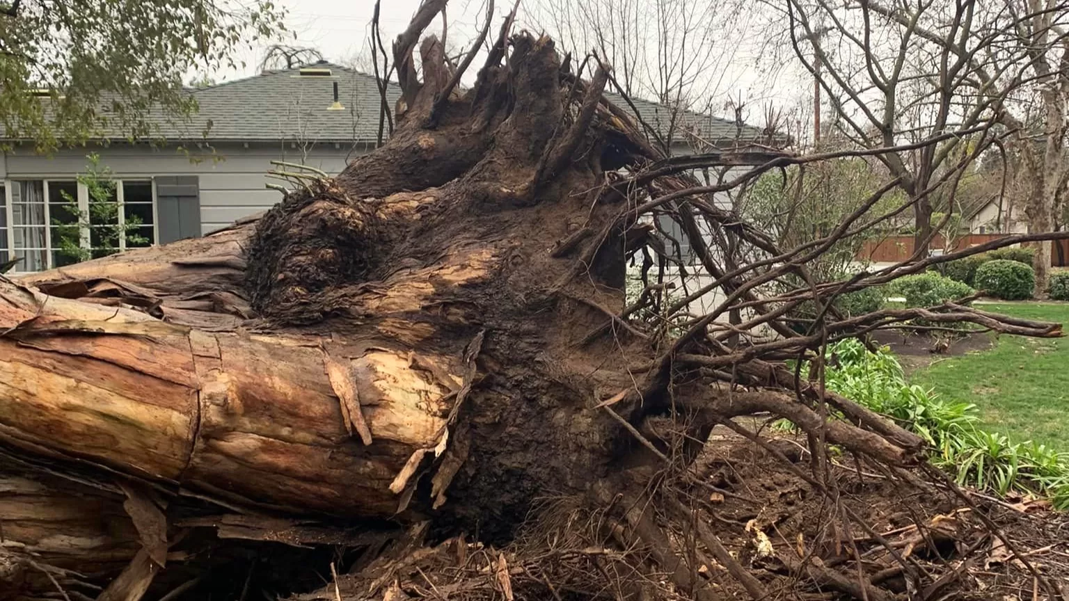 TREE REMOVAL