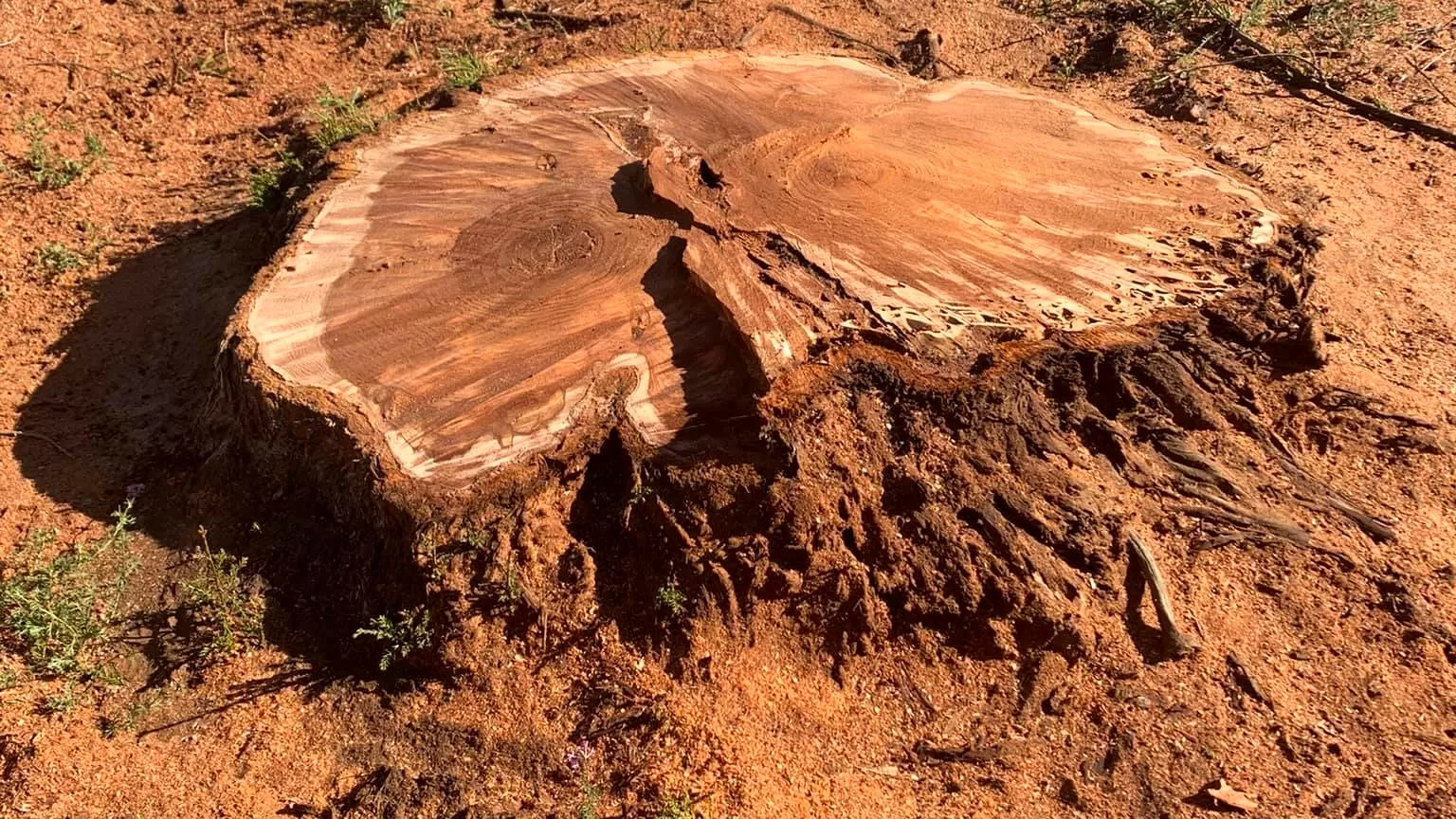 STUMP GRINDING