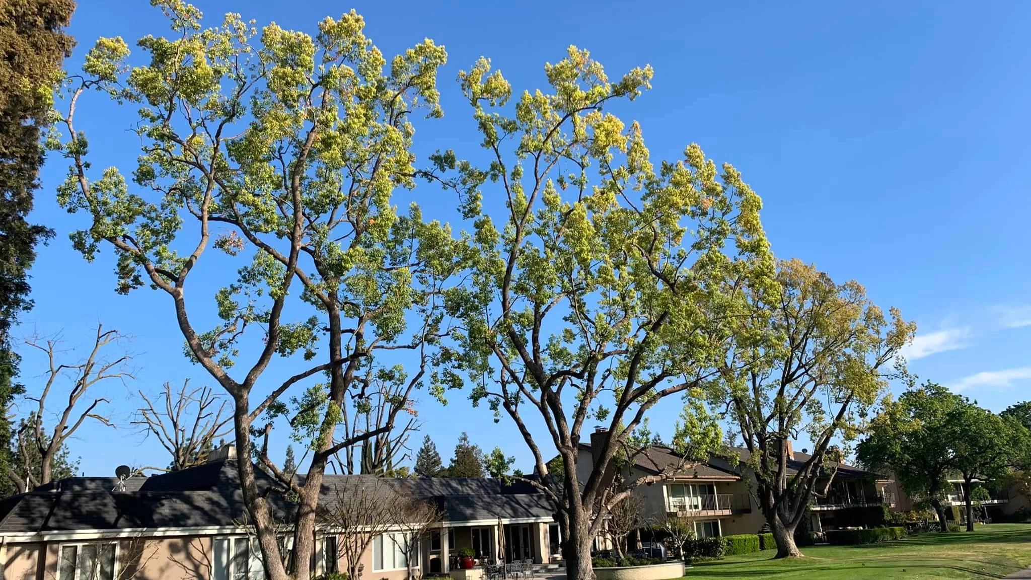 TREE TRIMMING